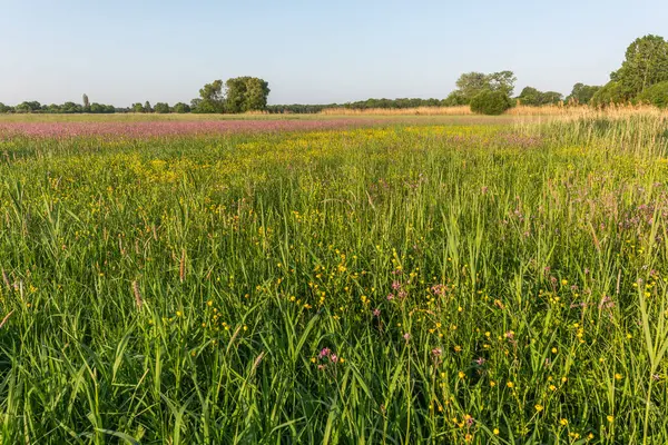 Büyülü bir doğal çayırda binlerce sarı ve mor çiçek. Bas rhin, Alsace, Fransa, Avrupa.