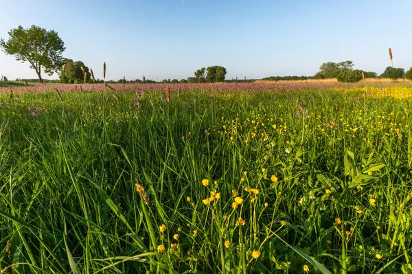 Büyülü bir doğal çayırda binlerce sarı ve mor çiçek. Bas rhin, Alsace, Fransa, Avrupa.