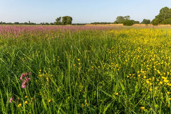 Büyülü bir doğal çayırda binlerce sarı ve mor çiçek. Bas rhin, Alsace, Fransa, Avrupa.