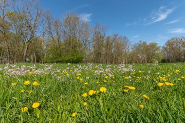 Bir tarla dolusu sarı çiçek ve yeşil çimen. Tarlada bir sürü sarı çiçek var. Gökyüzü mavi ve berrak. Colmar, Haut Rhin, Alsace, Fransa, Avrupa.