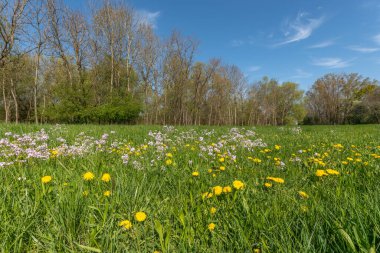 Bir tarla dolusu sarı çiçek ve yeşil çimen. Tarlada bir sürü sarı çiçek var. Gökyüzü mavi ve berrak. Colmar, Haut Rhin, Alsace, Fransa, Avrupa.