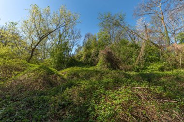 Bir sürü ağacı ve çalısı olan bir orman. Ağaçlar yeşil ve çalılar kahverengi. Colmar, Haut Rhin, Alsace, Fransa, Avrupa.