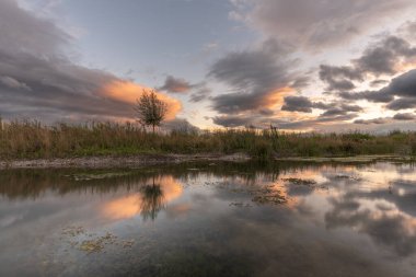 Önünde ağaç olan bir su kütlesi. Su sakin ve gökyüzü bulutlu. Bas-Rhin, Alsace, Grand Est, Fransa, Avrupa.