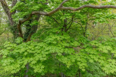 Büyük yeşil yapraklı bir dal ve daha küçük yeşil yapraklı bir ağaç. Yapraklar küçük ve yeşil bir sapı var. Ağaç diğer ağaçlar ve çalılarla çevrilidir ve yemyeşil bir orman oluşturur. Bas rhin, Alsace, Fransa, Avrupa.