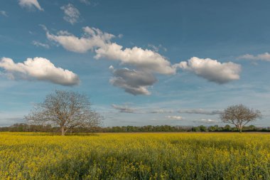 Sarı çiçekli bir tarla ortasında iki ağaç olan bir kolza tohumu. Gökyüzü bazı bulutlarla mavidir. Bas Rhin, Alsace, Fransa, Avrupa.