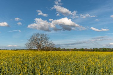 Ortasında ağaç olan sarı bir çiçek tarlası. Gökyüzü bazı bulutlarla mavidir. Bas Rhin, Alsace, Fransa, Avrupa.