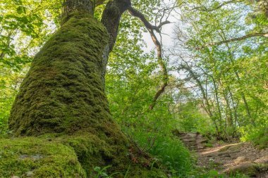 Ormanda yosun kaplı bir ağaç gövdesi. Gövde yeşil yapraklar ve dallarla çevrilidir. Bas rhin, Alsace, Fransa, Avrupa.