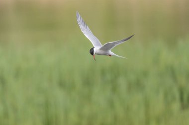 Bataklıkta gezinen deniz feneri (Sterna hirundo). Bas Rhin, Alsace, Fransa, Avrupa.