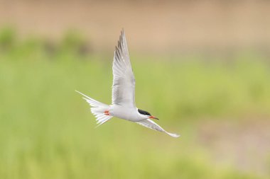 Bataklıkta gezinen deniz feneri (Sterna hirundo). Bas Rhin, Alsace, Fransa, Avrupa.