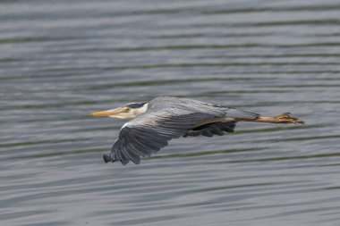Gri Heron (Ardea cinerea) uçuyor. Bas rhin, Alsace, Fransa, Avrupa.