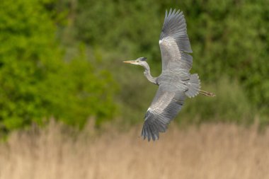 Gri Heron (Ardea cinerea) uçuyor. Bas rhin, Alsace, Fransa, Avrupa.