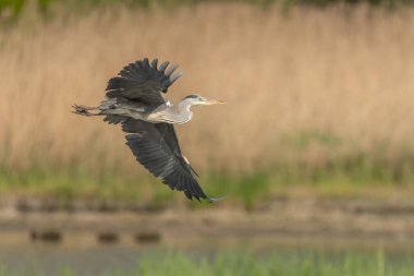 Gri Heron (Ardea cinerea) uçuyor. Bas rhin, Alsace, Fransa, Avrupa.