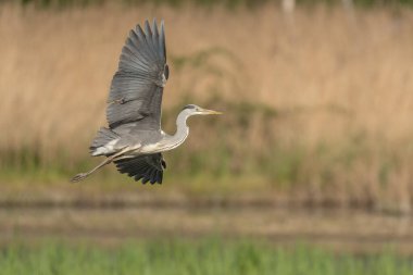 Gri Heron (Ardea cinerea) uçuyor. Bas rhin, Alsace, Fransa, Avrupa.