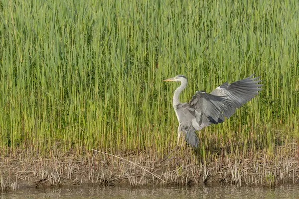 Gri Heron (Ardea cinerea) uçuyor. Bas rhin, Alsace, Fransa, Avrupa.