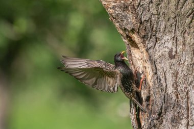 Yavrularını beslemek için yuvada sığırcık (Sturnus vulgaris) bulunur. Bas rhin, Alsace, Fransa, Avrupa.