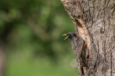 Yavrularını beslemek için yuvada sığırcık (Sturnus vulgaris) bulunur. Bas rhin, Alsace, Fransa, Avrupa.