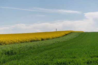 Arka planda sarı çiçekler olan yeşil bir çim tarlası. Çimler uzun ve çiçekler tarlanın dört bir yanına dağılmış. Bas rhin, Alsace, Fransa, Avrupa.