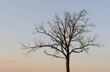 Mavi gökyüzü olan bir tarlada bir ağaç duruyor. Gökyüzünde bir bulut var. Bas rhin, Alsace, Fransa, Avrupa.