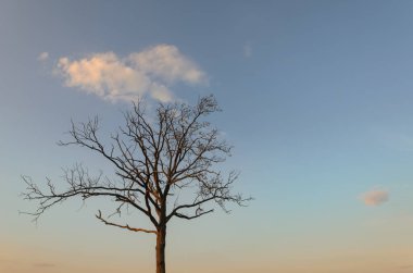 Mavi gökyüzü olan bir tarlada bir ağaç duruyor. Gökyüzünde bir bulut var. Bas rhin, Alsace, Fransa, Avrupa.
