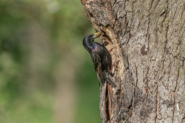 Yavrularını beslemek için yuvada sığırcık (Sturnus vulgaris) bulunur. Bas rhin, Alsace, Fransa, Avrupa.