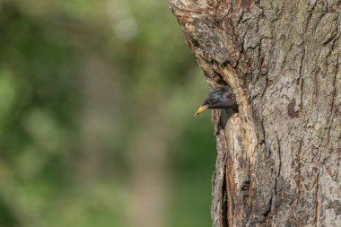 Yavrularını beslemek için yuvada sığırcık (Sturnus vulgaris) bulunur. Bas rhin, Alsace, Fransa, Avrupa.