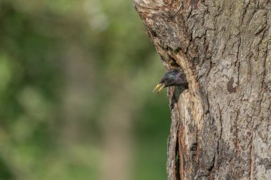 Yavrularını beslemek için yuvada sığırcık (Sturnus vulgaris) bulunur. Bas rhin, Alsace, Fransa, Avrupa.