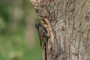Yavrularını beslemek için yuvada sığırcık (Sturnus vulgaris) bulunur. Bas rhin, Alsace, Fransa, Avrupa.