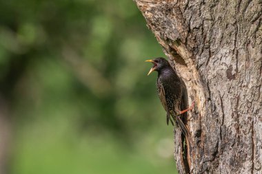 Yavrularını beslemek için yuvada sığırcık (Sturnus vulgaris) bulunur. Bas rhin, Alsace, Fransa, Avrupa.