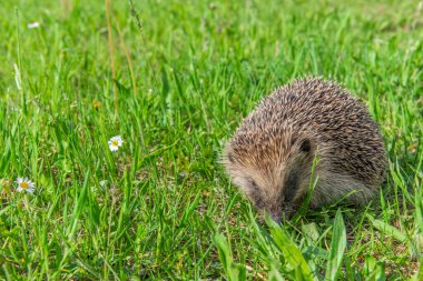 Kirpi (Erinaceus europaeus) bir çayırda. Bas rhin, Alsace, Fransa, Avrupa.