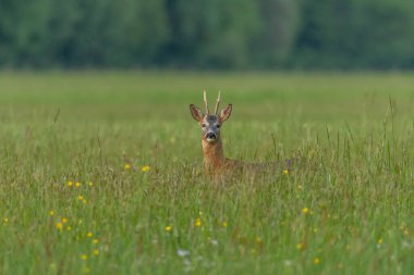 Zarif bir Roe geyiği güneşten sırılsıklam olmuş bir tarlada duruyor. Bakışları doğrudan ve meraklı. Huzurlu bir vahşi yaşam anını yakalıyor. Bas Rhin, Alsace, Fransa, Avrupa.