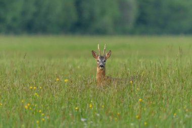 Zarif bir Roe geyiği güneşten sırılsıklam olmuş bir tarlada duruyor. Bakışları doğrudan ve meraklı. Huzurlu bir vahşi yaşam anını yakalıyor. Bas Rhin, Alsace, Fransa, Avrupa.