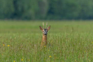 Zarif bir Roe geyiği güneşten sırılsıklam olmuş bir tarlada duruyor. Bakışları doğrudan ve meraklı. Huzurlu bir vahşi yaşam anını yakalıyor. Bas Rhin, Alsace, Fransa, Avrupa.