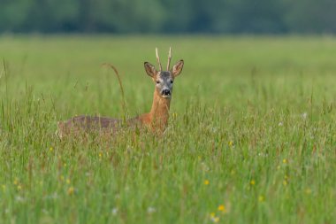 Zarif bir Roe geyiği güneşten sırılsıklam olmuş bir tarlada duruyor. Bakışları doğrudan ve meraklı. Huzurlu bir vahşi yaşam anını yakalıyor. Bas Rhin, Alsace, Fransa, Avrupa.