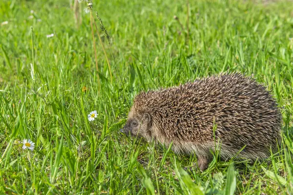 Kirpi (Erinaceus europaeus) bir çayırda. Bas rhin, Alsace, Fransa, Avrupa.