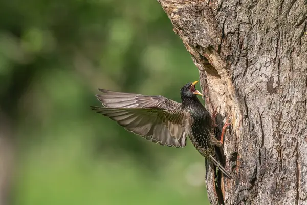 Yavrularını beslemek için yuvada sığırcık (Sturnus vulgaris) bulunur. Bas rhin, Alsace, Fransa, Avrupa.