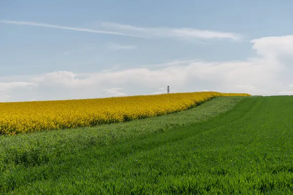 Arka planda sarı çiçekler olan yeşil bir çim tarlası. Çimler uzun ve çiçekler tarlanın dört bir yanına dağılmış. Bas rhin, Alsace, Fransa, Avrupa.