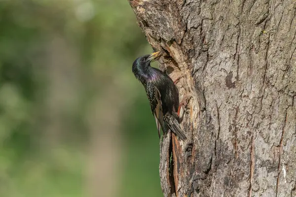 Yavrularını beslemek için yuvada sığırcık (Sturnus vulgaris) bulunur. Bas rhin, Alsace, Fransa, Avrupa.