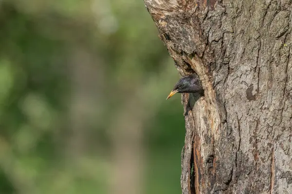 Yavrularını beslemek için yuvada sığırcık (Sturnus vulgaris) bulunur. Bas rhin, Alsace, Fransa, Avrupa.