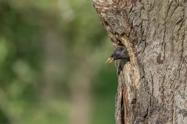 Yavrularını beslemek için yuvada sığırcık (Sturnus vulgaris) bulunur. Bas rhin, Alsace, Fransa, Avrupa.