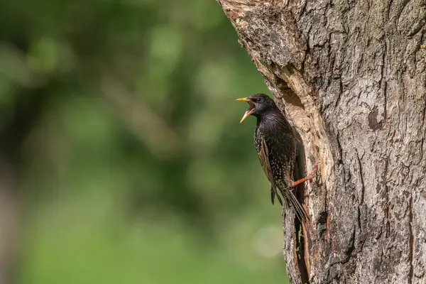 Yavrularını beslemek için yuvada sığırcık (Sturnus vulgaris) bulunur. Bas rhin, Alsace, Fransa, Avrupa.