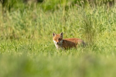 Bir kızıl tilki yavrusu (Vulpes vulpes) güneşli bir sabahta çevresini keşfetmeye meraklı. Endingen am Kaiserstuhl, Bade-Wurtemberg, Fribourg-en-Brisgau, Deutchland.