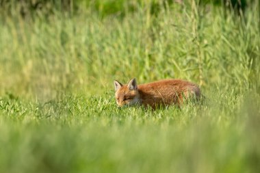 Bir kızıl tilki yavrusu (Vulpes vulpes) güneşli bir sabahta çevresini keşfetmeye meraklı. Endingen am Kaiserstuhl, Bade-Wurtemberg, Fribourg-en-Brisgau, Deutchland.