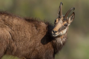 Bahar tüyü sırasında Chamois (Rupicapra rupicapra). Hohneck, Vosges, Alsace, Fransa, Avrupa.