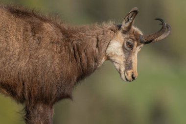 Bahar tüyü sırasında Chamois (Rupicapra rupicapra). Hohneck, Vosges, Alsace, Fransa, Avrupa.
