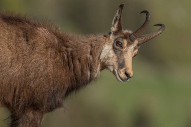 Bahar tüyü sırasında Chamois (Rupicapra rupicapra). Hohneck, Vosges, Alsace, Fransa, Avrupa.