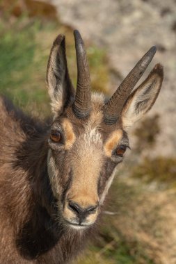 Bahar tüyü sırasında Chamois (Rupicapra rupicapra). Hohneck, Vosges, Alsace, Fransa, Avrupa.