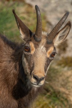 Bahar tüyü sırasında Chamois (Rupicapra rupicapra). Hohneck, Vosges, Alsace, Fransa, Avrupa.