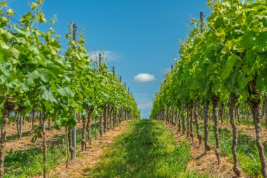 Arka planda bulutlu bir gökyüzü olan bir sıra üzüm asması. Asmalar yeşildir ve bir tarlada büyümektedirler. Jechtingen, Emmendingen, Kaiserstuhl, Fribourg-en-Brisgau, Bade-Wurtemberg, Almanya, Avrupa.