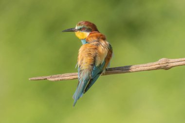 İlkbaharda üreme döneminde bir dalda Avrupa arı yiyici (Merops apiaster). Jechtingen, Emmendingen, Kaiserstuhl, Fribourg-en-Brisgau, Bade-Wurtemberg, Almanya, Avrupa.
