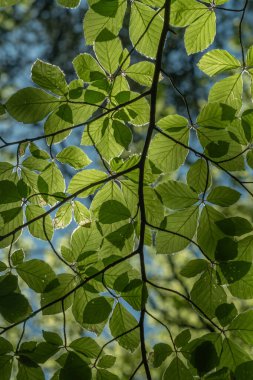 Yeşil yaprakları olan yapraklı bir ağaç dalı. Yapraklar yayılmış ve güneş ışığındalar. Alsace, en büyüğü, Fransa, Avrupa.